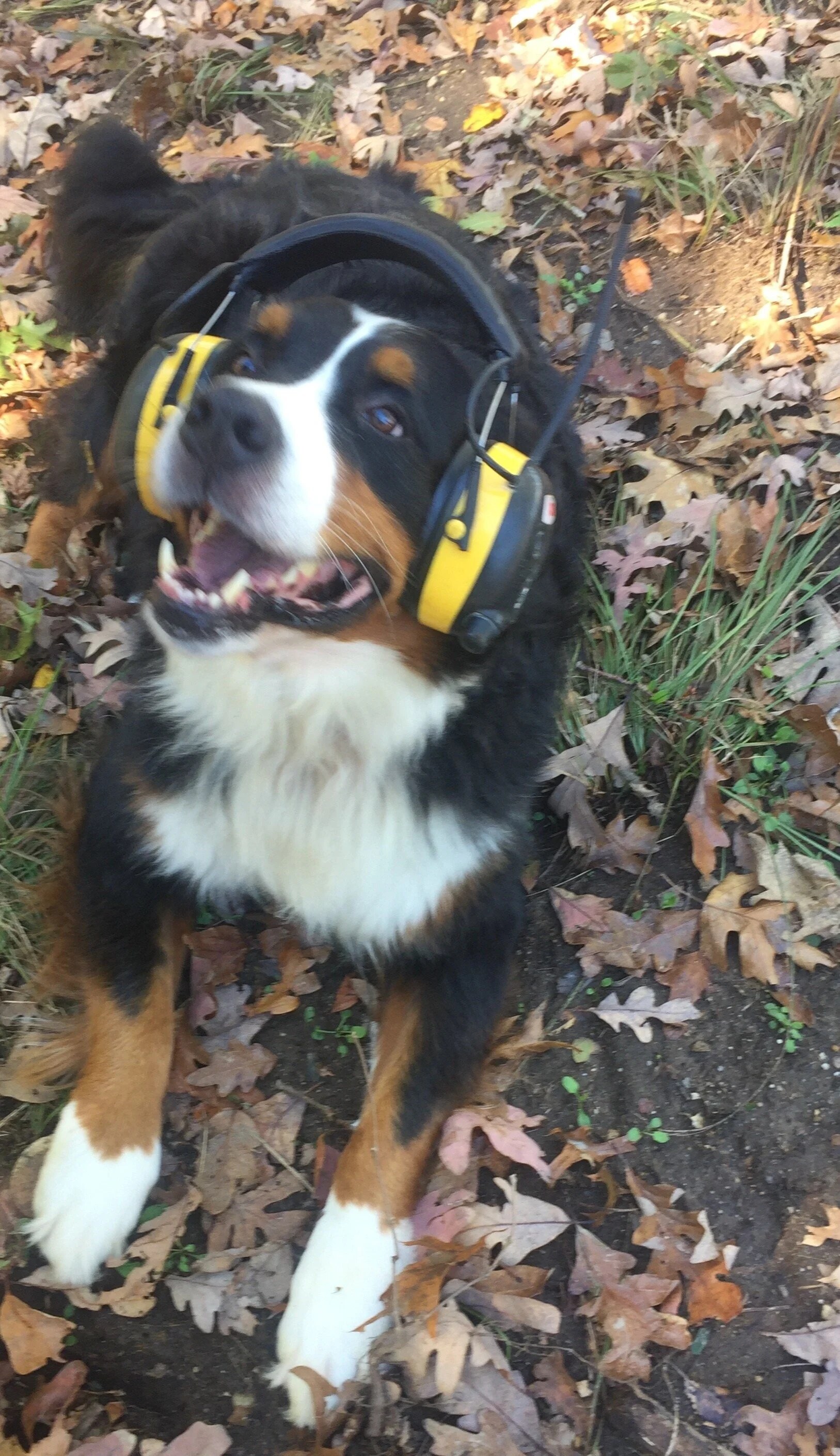 A Bernese mountain dog lying in fallen oak leaves wearing yellow over-the-ear hearing protection.